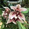 cymbidium Dr. Pepper 'Steve' (2)